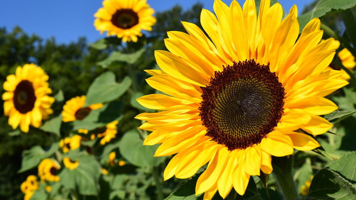 Sunflower thoughts